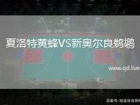 夏洛特黄蜂VS新奥尔良鹈鹕